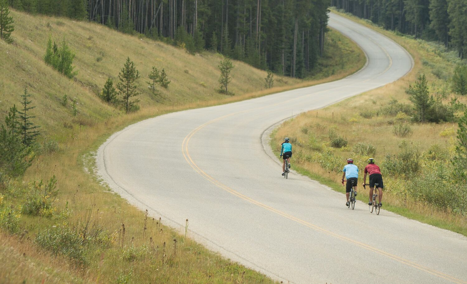 Three cyclists ride on the Bow Valley Parkway in the summer.